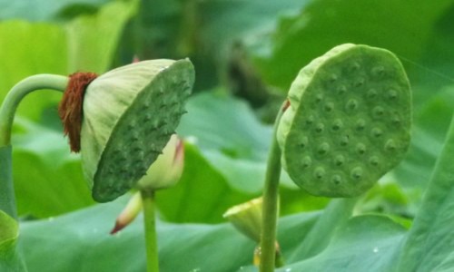 黑青稞粉的吃法网 - 黑青稞粉的吃法大全,黑青稞粉最佳吃法